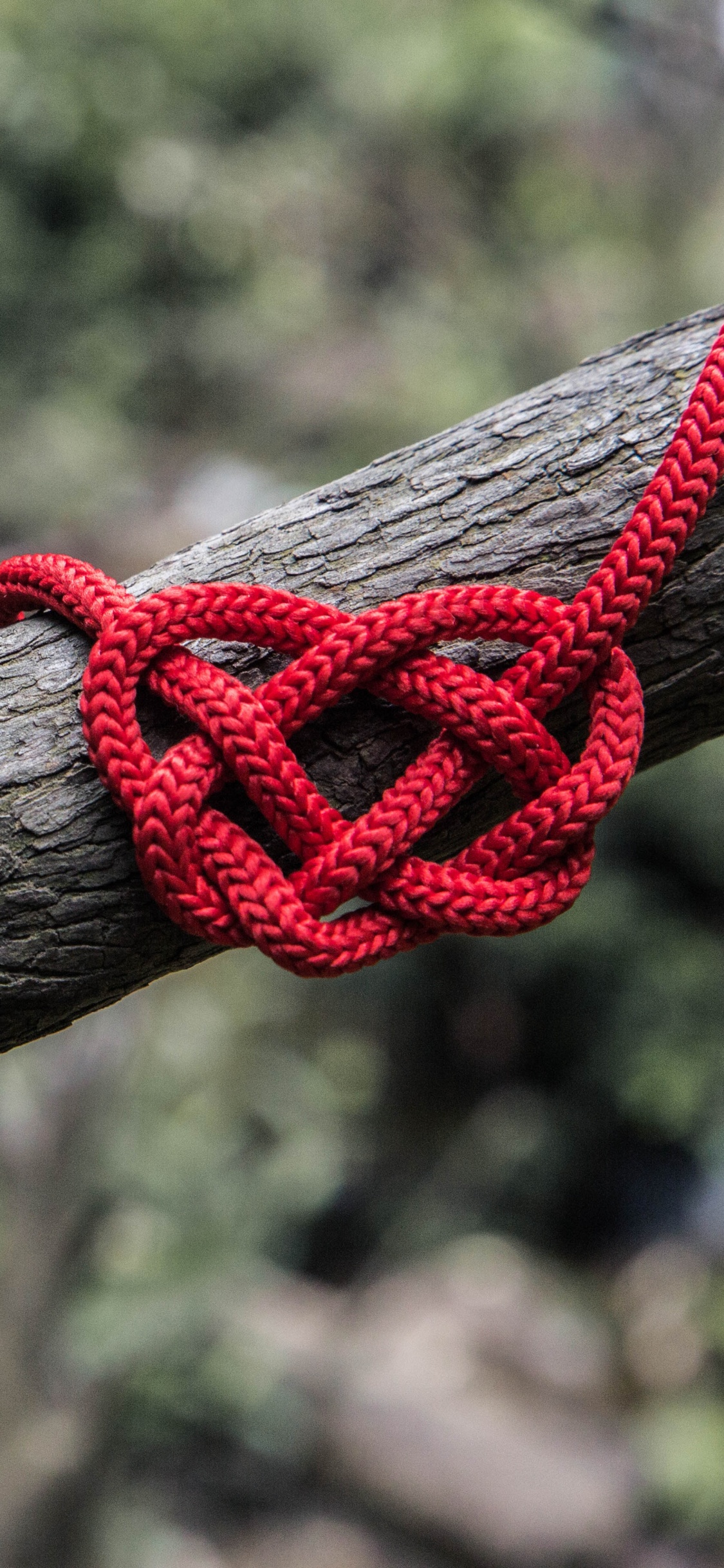 Rope, Knot, Branch, Twig, Tree. Wallpaper in 1125x2436 Resolution