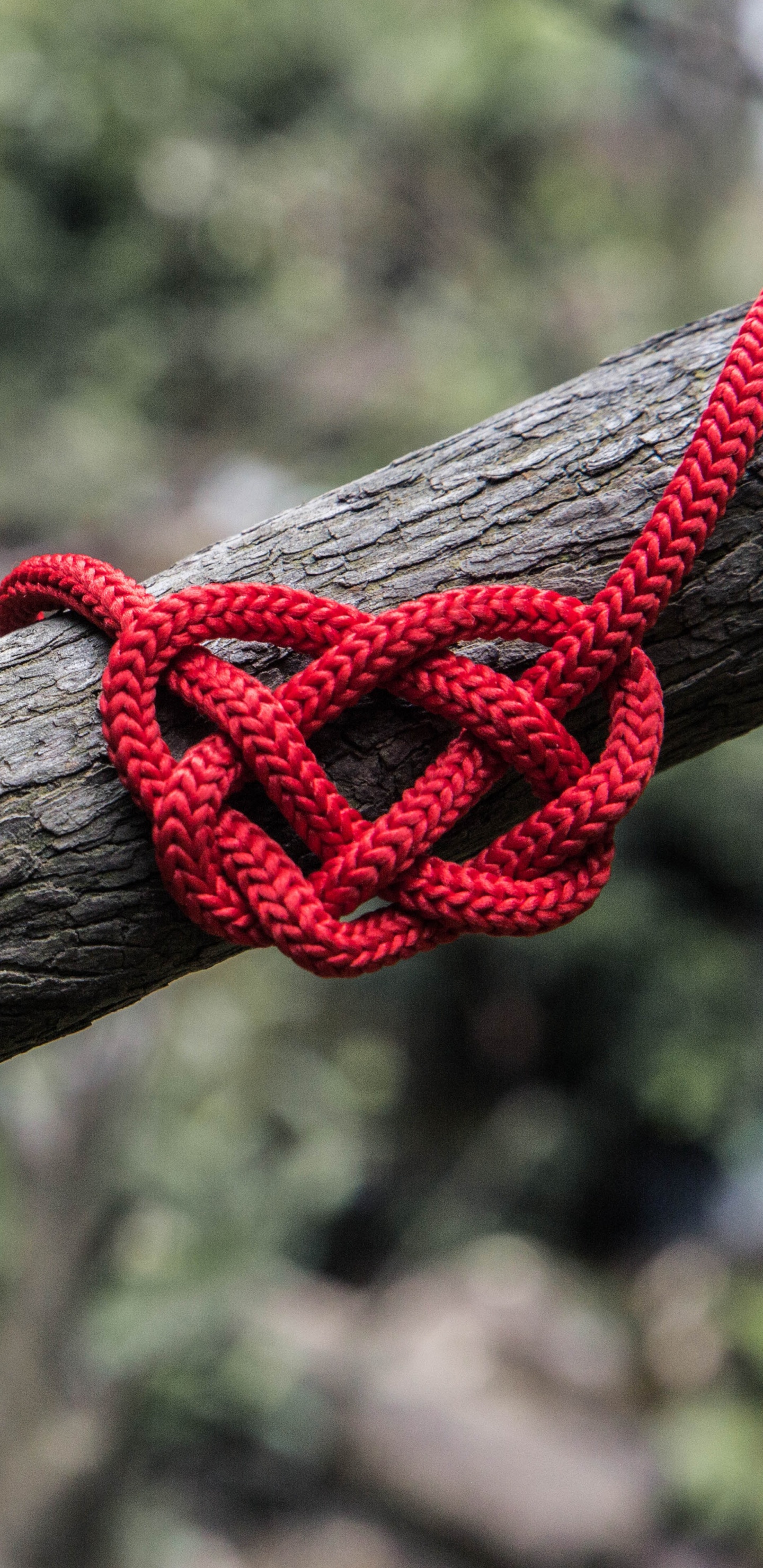 Rope, Knot, Branch, Twig, Tree. Wallpaper in 1440x2960 Resolution