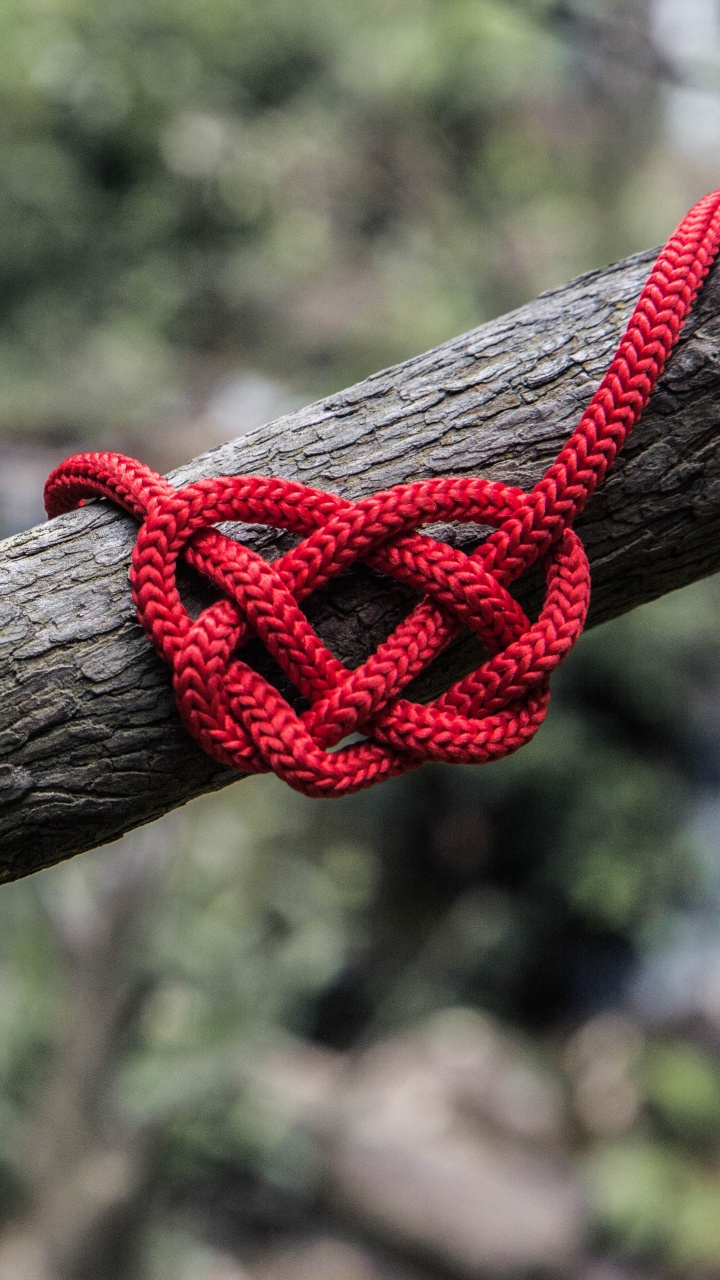 Rope, Knot, Branch, Twig, Tree. Wallpaper in 720x1280 Resolution