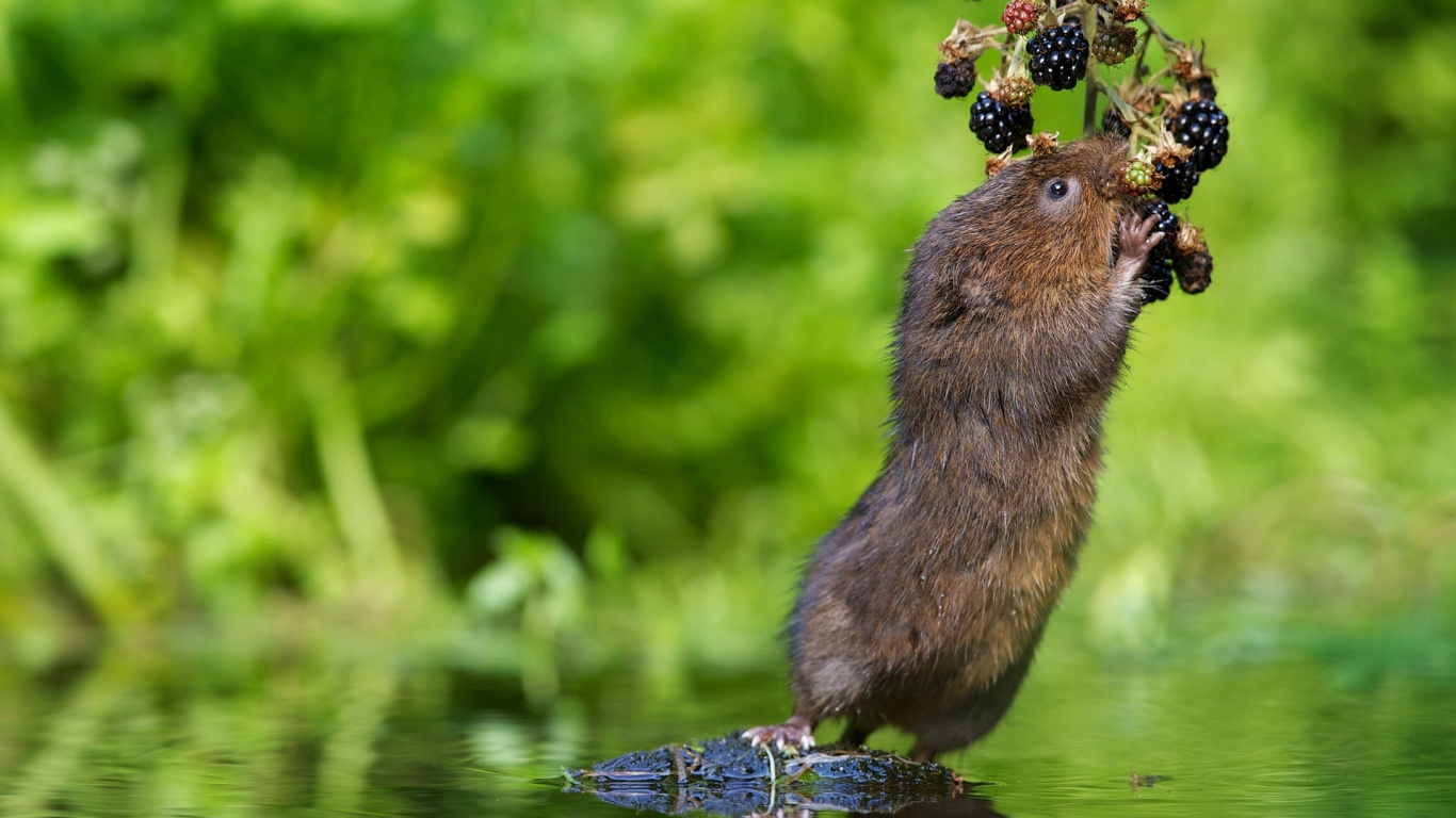 Brown Rodent on Green Plant During Daytime. Wallpaper in 1366x768 Resolution