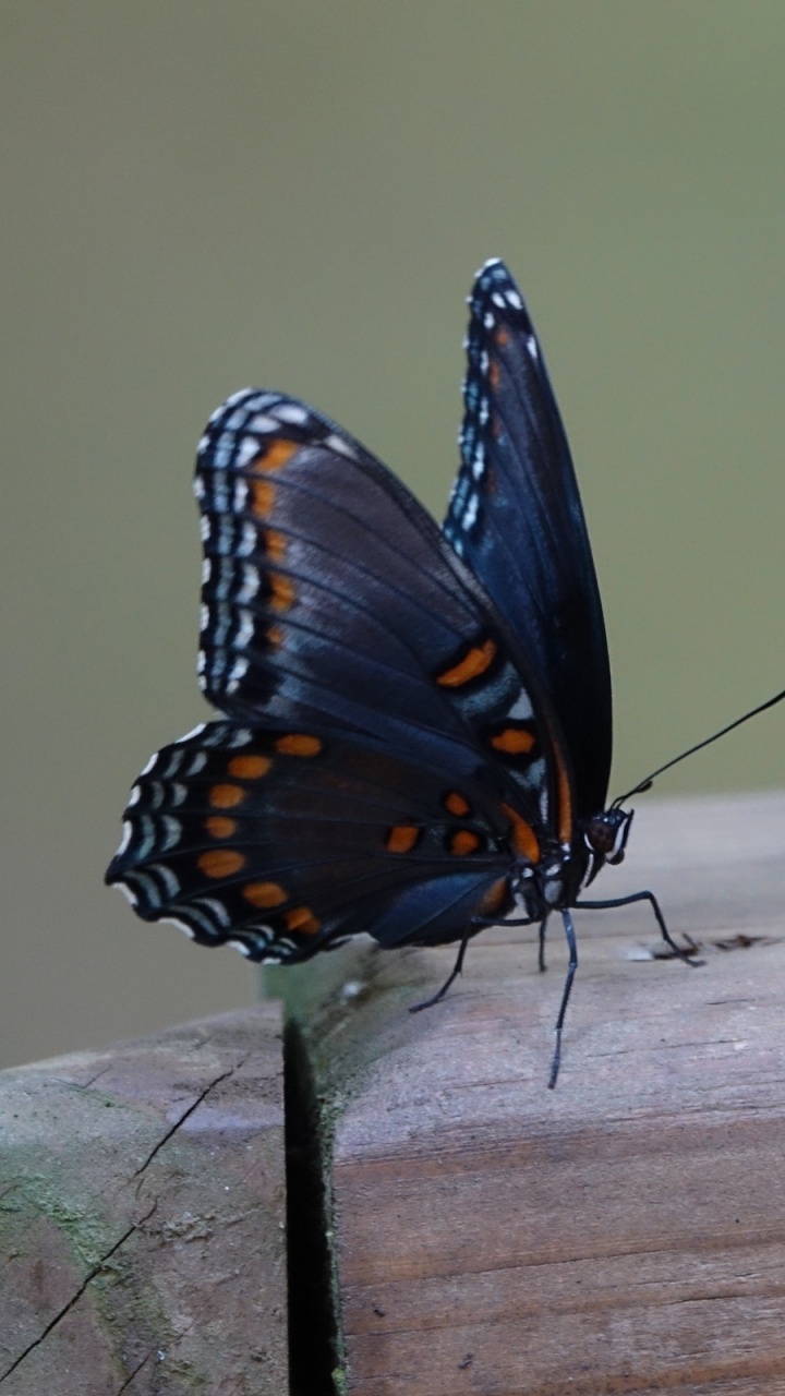 Black and Blue Butterfly on Brown Wooden Surface. Wallpaper in 720x1280 Resolution