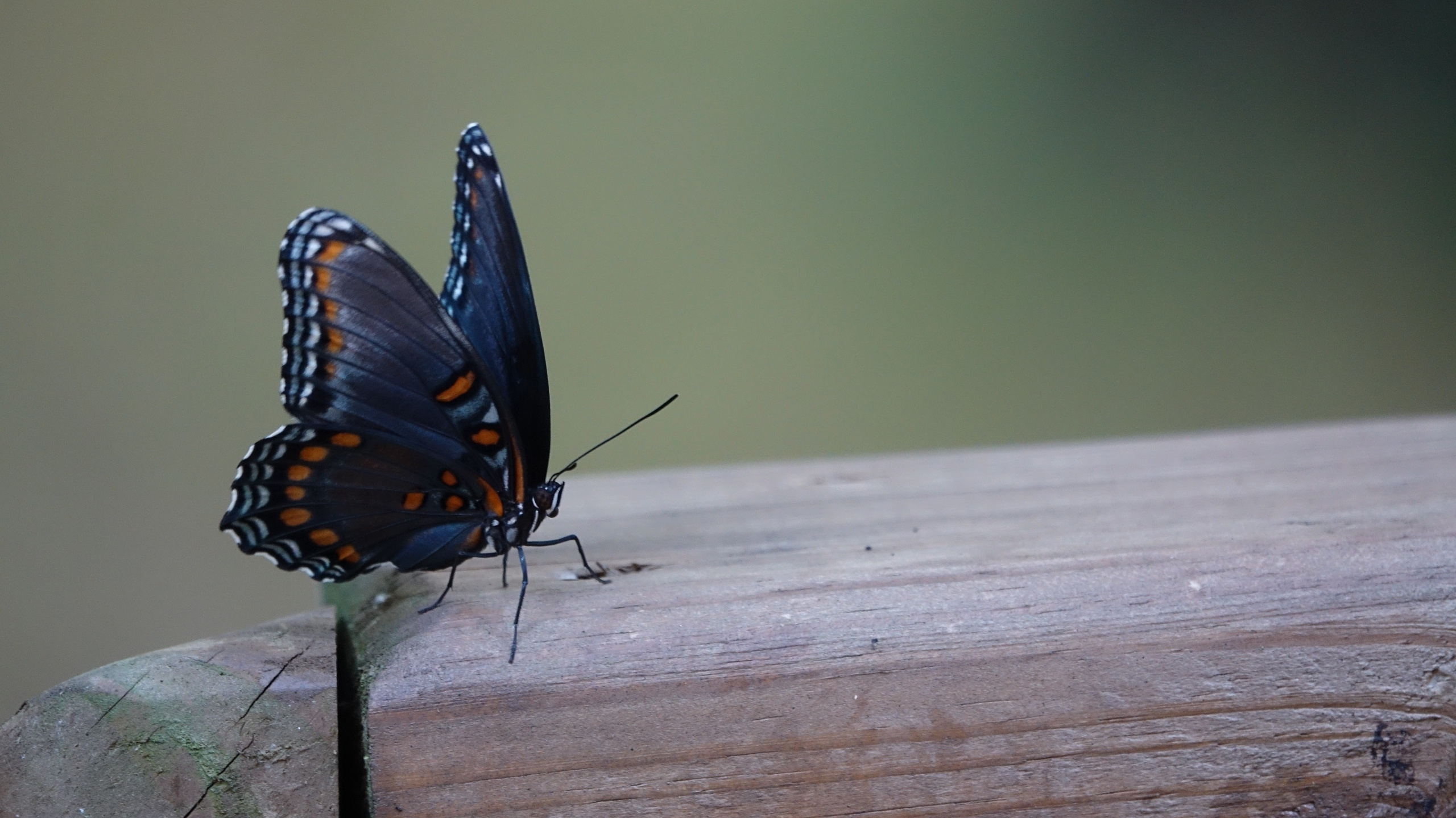 Papillon Noir et Bleu Sur Une Surface en Bois Marron. Wallpaper in 2560x1440 Resolution