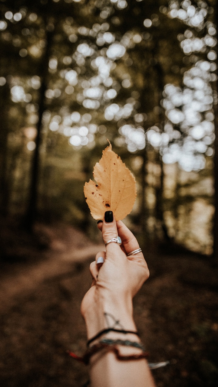 Autumn, People in Nature, Leaf, Tree, Hand. Wallpaper in 720x1280 Resolution