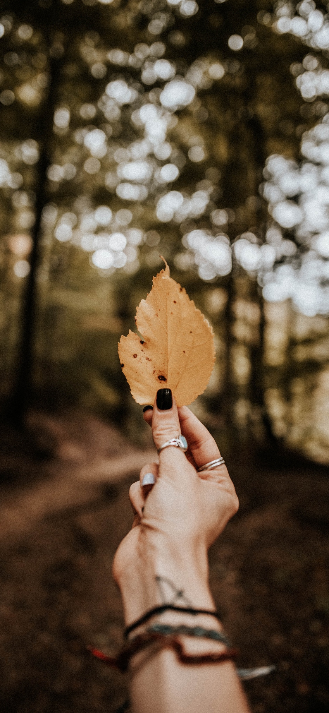 Herbst, Menschen in Der Natur, Blatt, Baum, Hand. Wallpaper in 1125x2436 Resolution