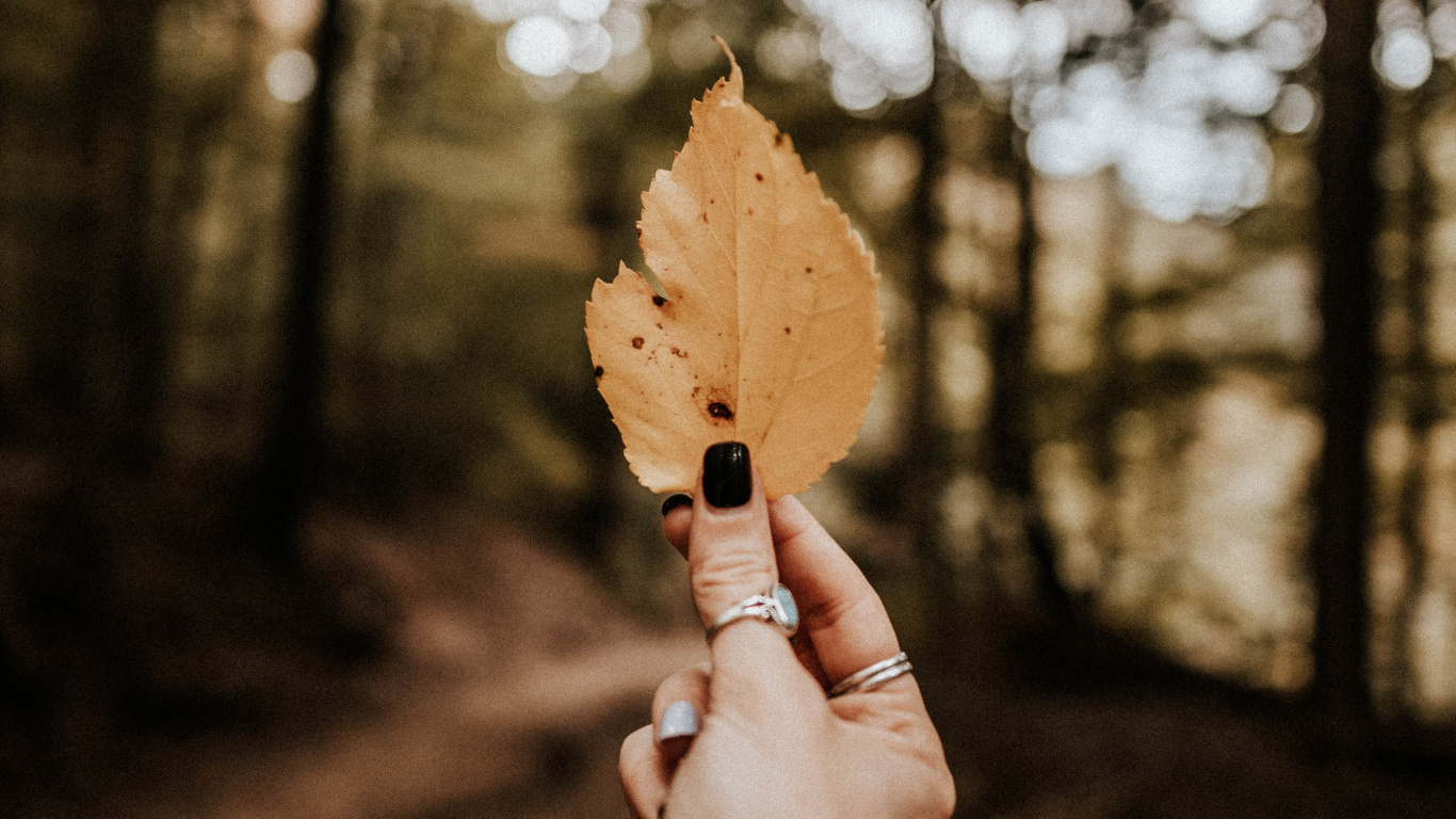 Herbst, Menschen in Der Natur, Blatt, Baum, Hand. Wallpaper in 1366x768 Resolution