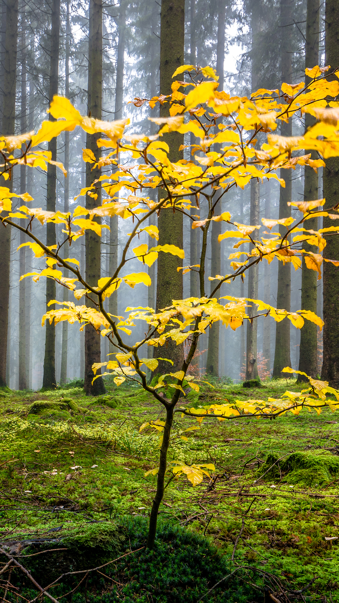 Natur, Baum, Branch, Zweig, Stamm. Wallpaper in 1080x1920 Resolution