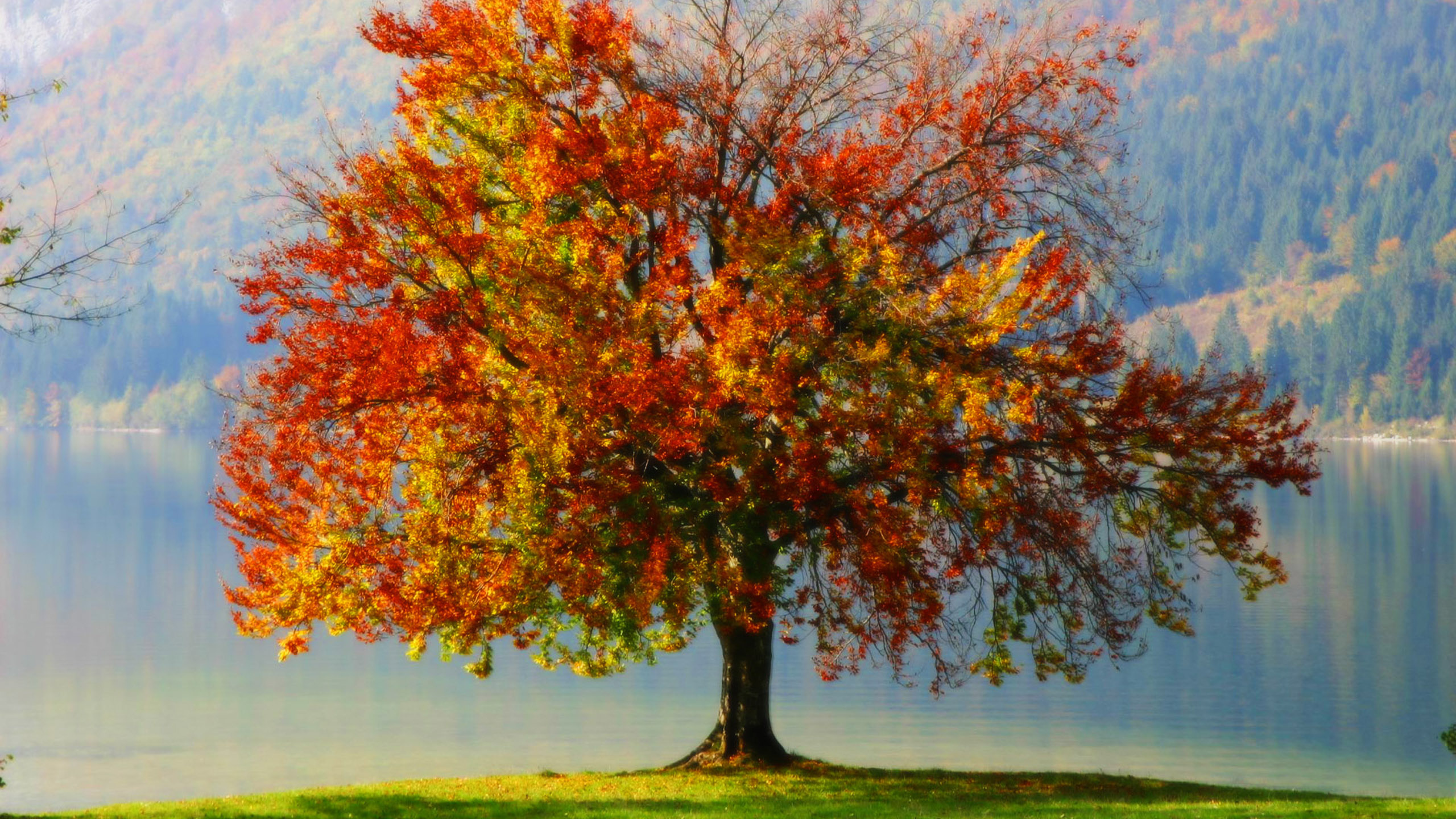 Arbre Rouge et Vert Près du Plan D'eau Pendant la Journée. Wallpaper in 2560x1440 Resolution