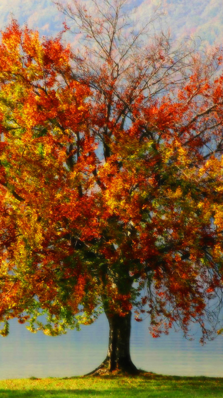 Red and Green Tree Near Body of Water During Daytime. Wallpaper in 750x1334 Resolution