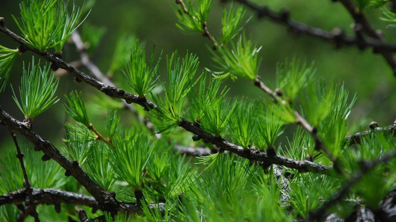 Green Plant in Close up Photography. Wallpaper in 1366x768 Resolution