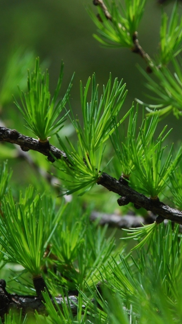 Green Plant in Close up Photography. Wallpaper in 720x1280 Resolution