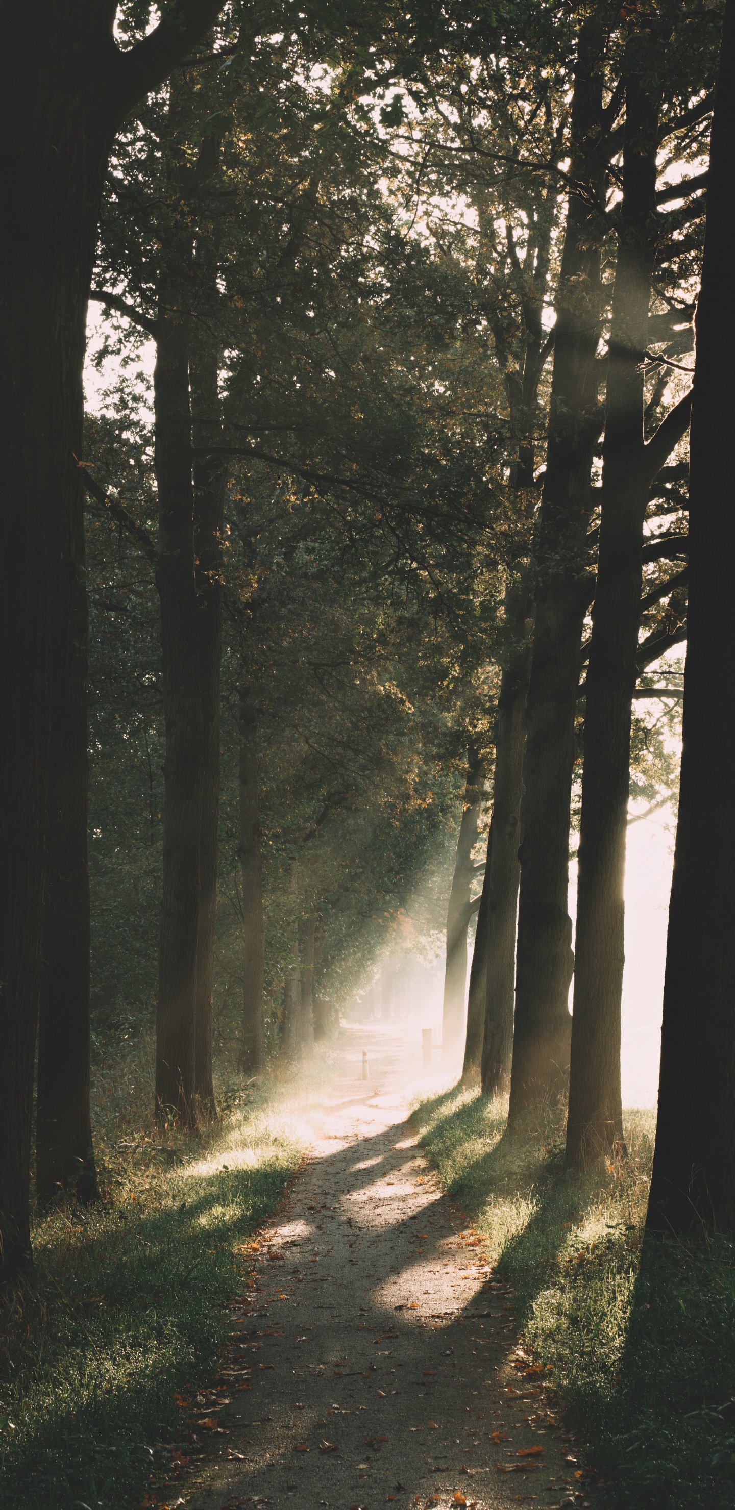 Gemäßigten Nadelwald, Morgen, Licht, Natürlichen Umgebung, Sonnenlicht. Wallpaper in 1440x2960 Resolution