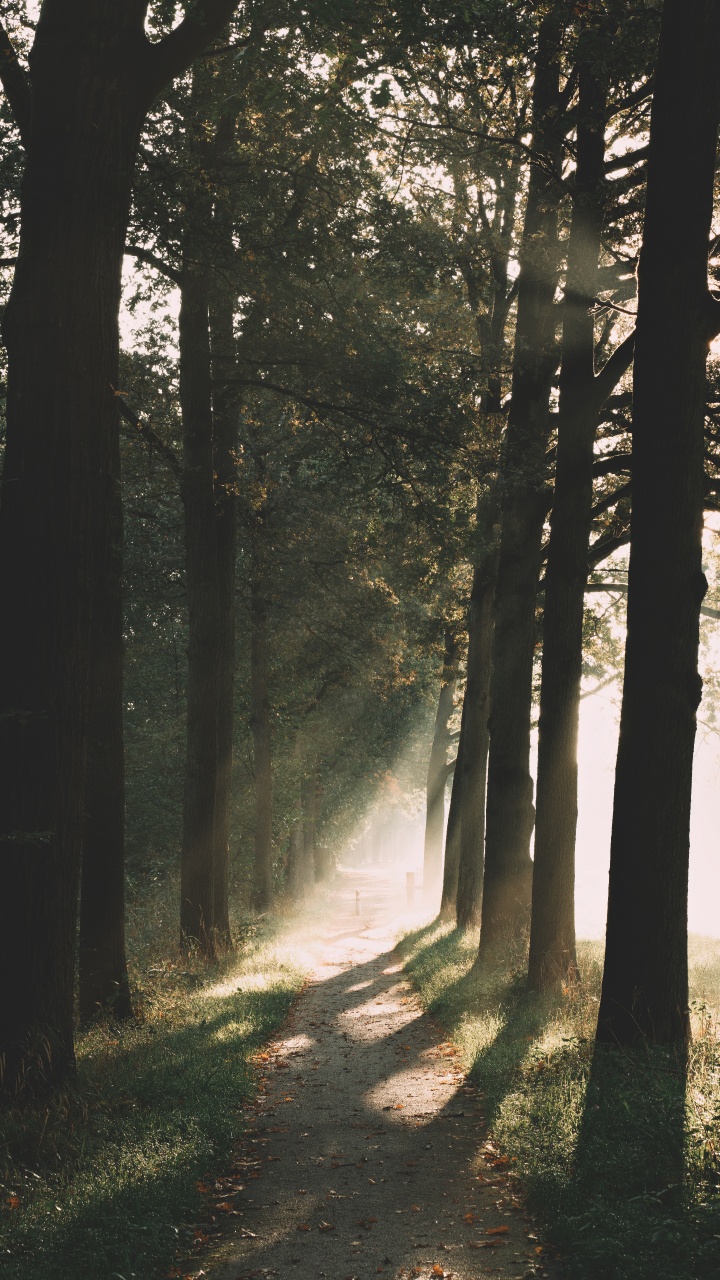 Gemäßigten Nadelwald, Morgen, Licht, Natürlichen Umgebung, Sonnenlicht. Wallpaper in 720x1280 Resolution