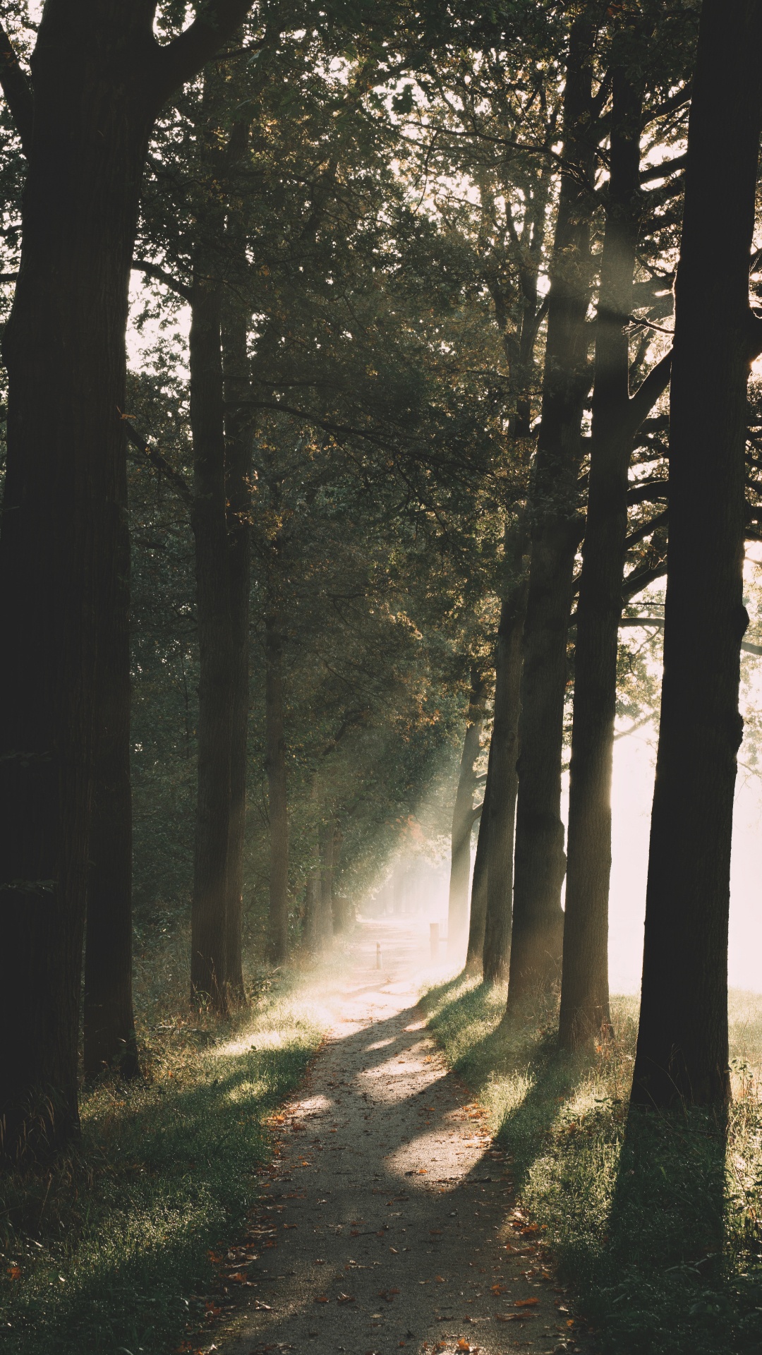Woodland, Les Forêts de Conifères Tempérées, Matin, Lumière, Environnement Naturel. Wallpaper in 1080x1920 Resolution
