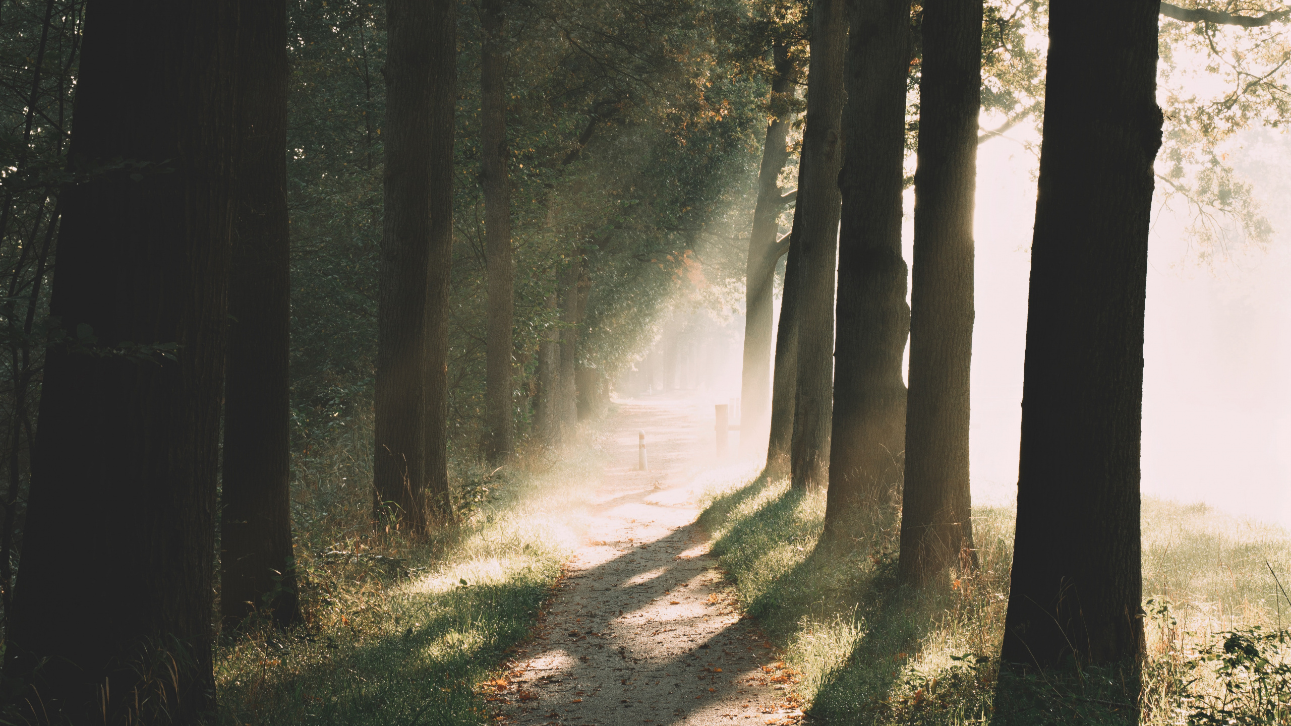 Woodland, Les Forêts de Conifères Tempérées, Matin, Lumière, Environnement Naturel. Wallpaper in 2560x1440 Resolution