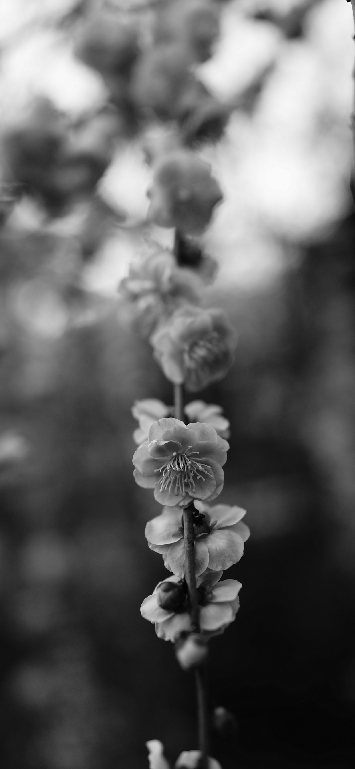 Grayscale Photo of Flower in Bloom. Wallpaper in 1242x2688 Resolution