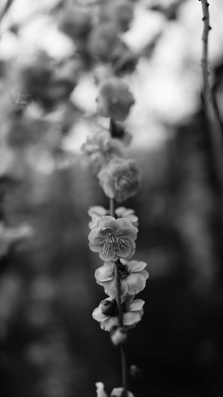 Photo en Niveaux de Gris D'une Fleur en Fleurs. Wallpaper in 720x1280 Resolution