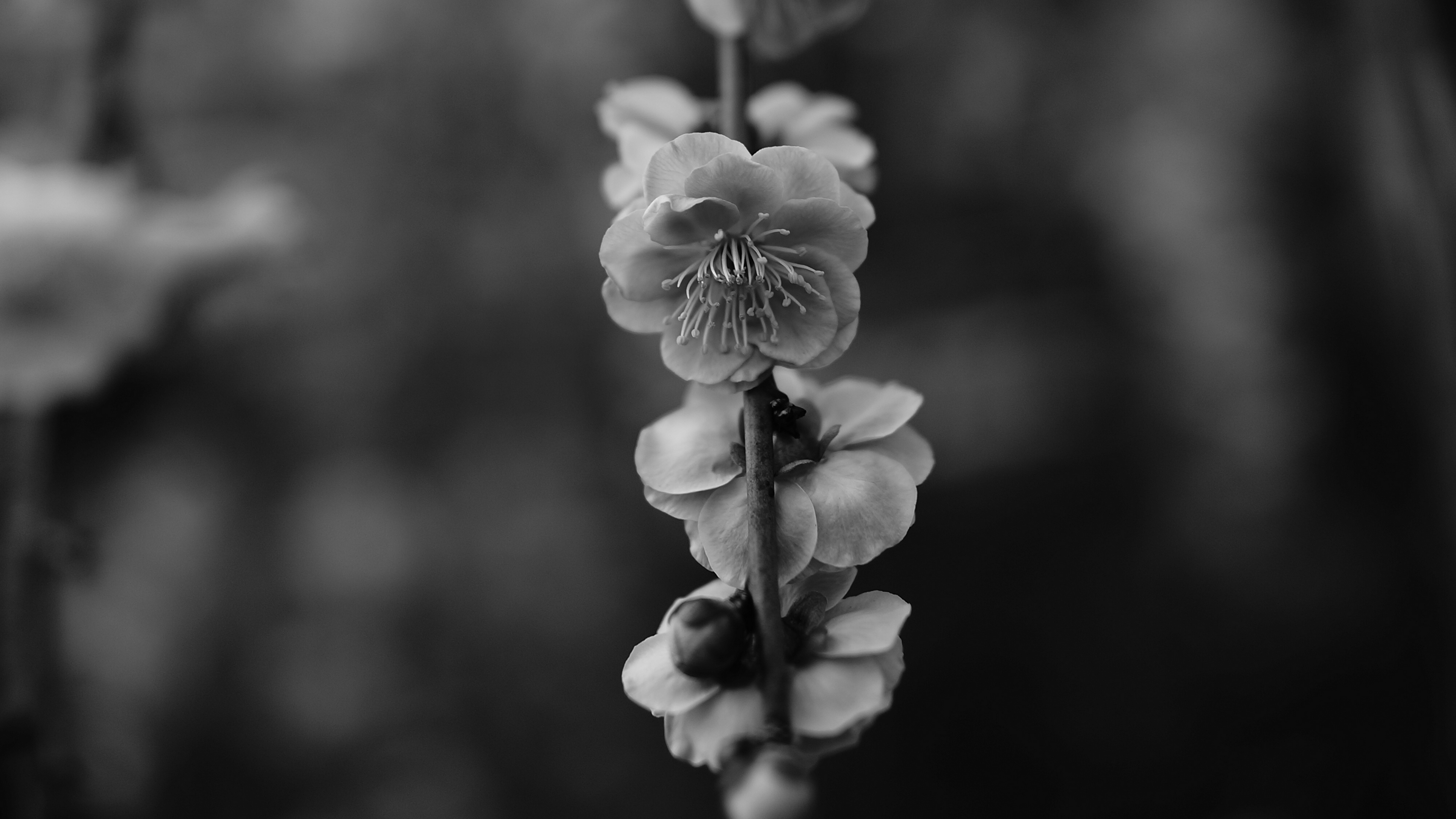 Graustufenfoto Einer Blühenden Blume. Wallpaper in 3840x2160 Resolution