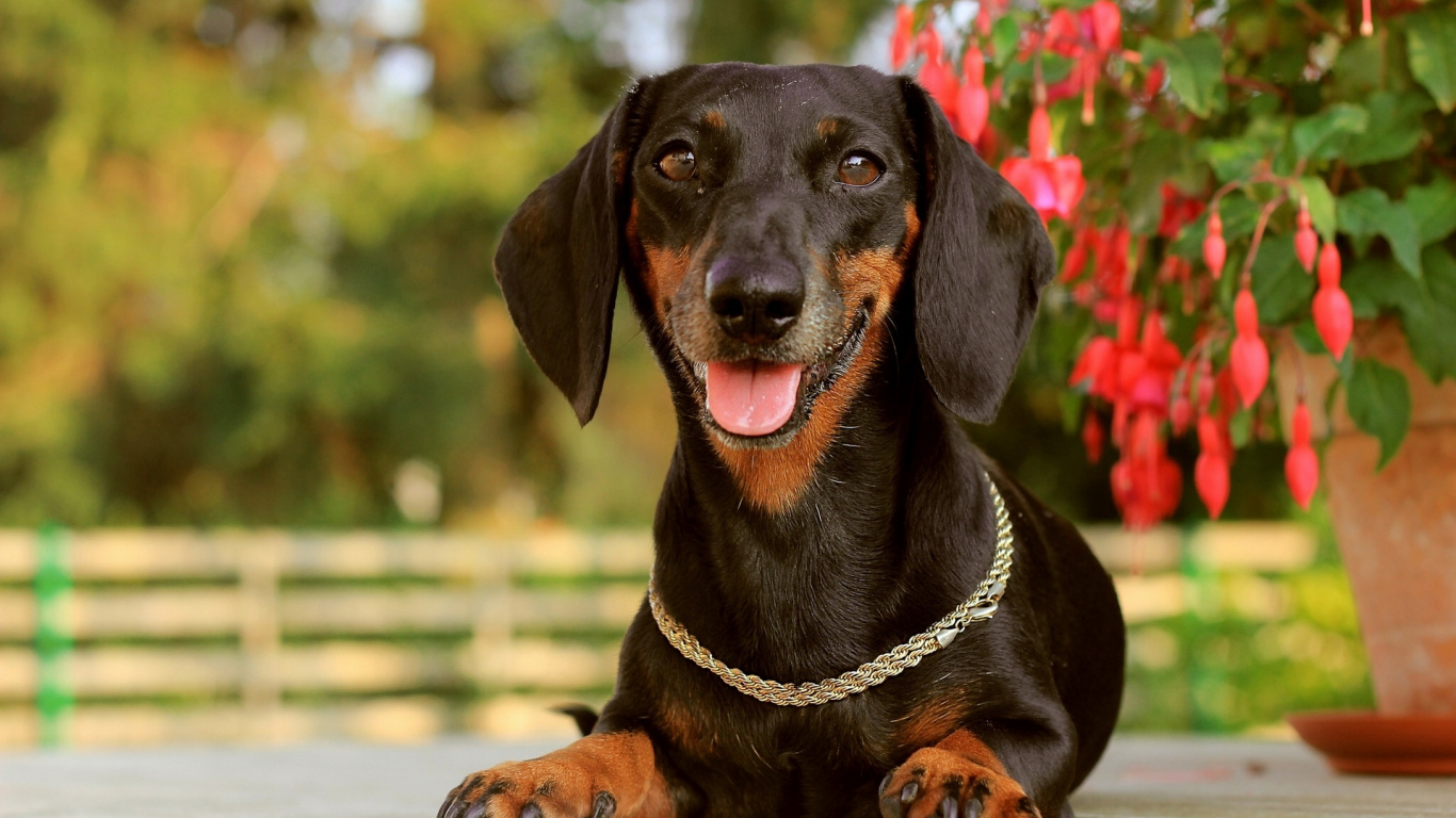 Black and Brown Short Coated Dog on White Sand During Daytime. Wallpaper in 1366x768 Resolution