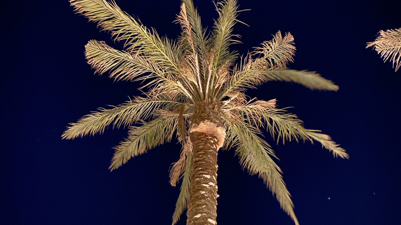 Pflanzen-Stammzellen, Palme, Dattelpalme, Tower, Baum. Wallpaper in 1366x768 Resolution