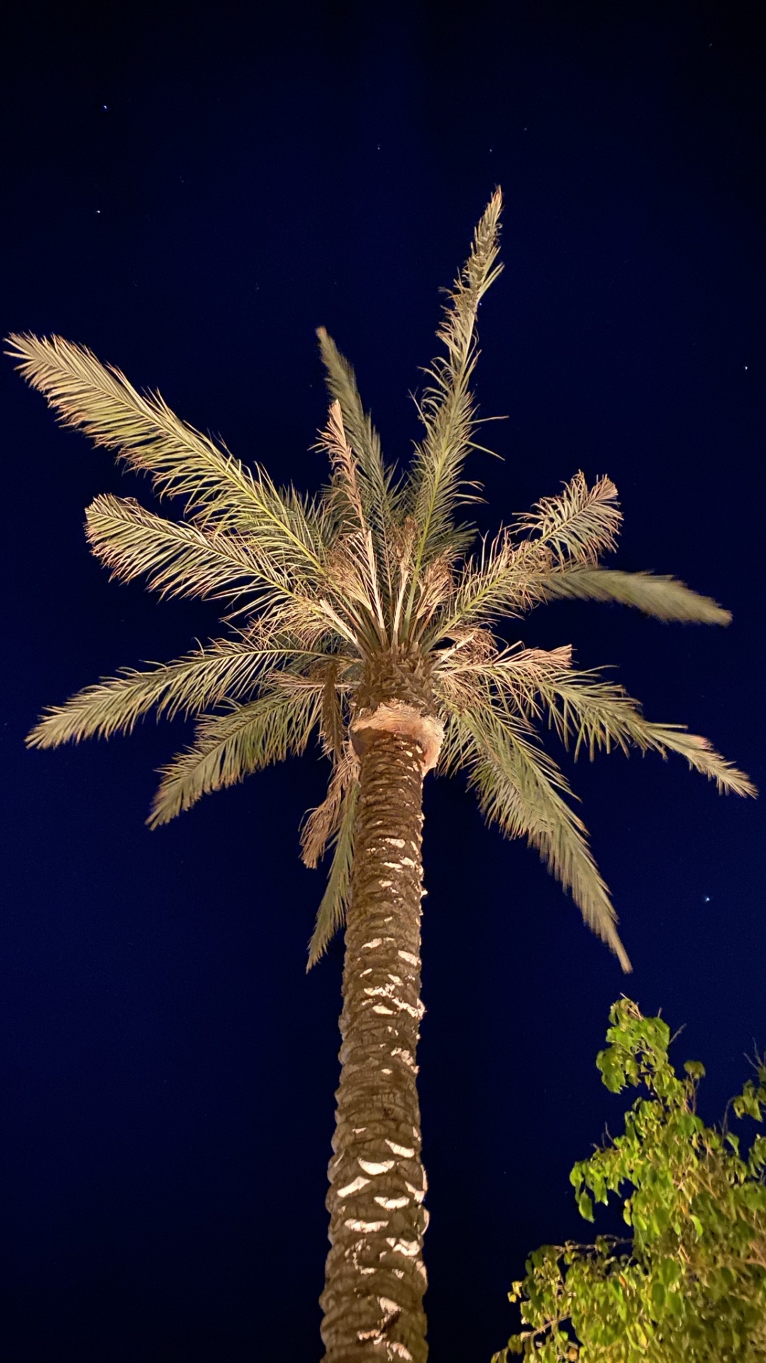 Tige de la Plante, Palmier, Dattier, Plante Terrestre, de Teintes et de Nuances. Wallpaper in 1080x1920 Resolution