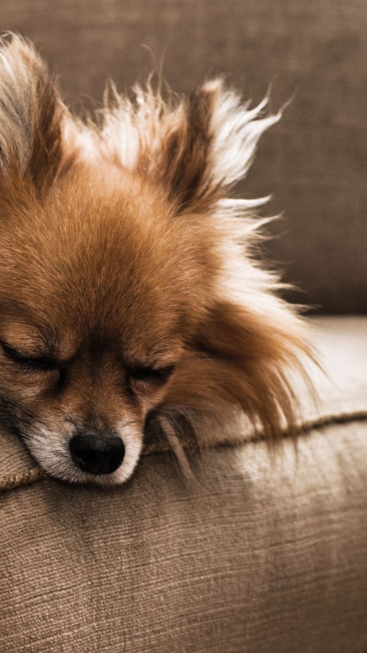 Brown Pomeranian on Brown Couch. Wallpaper in 720x1280 Resolution