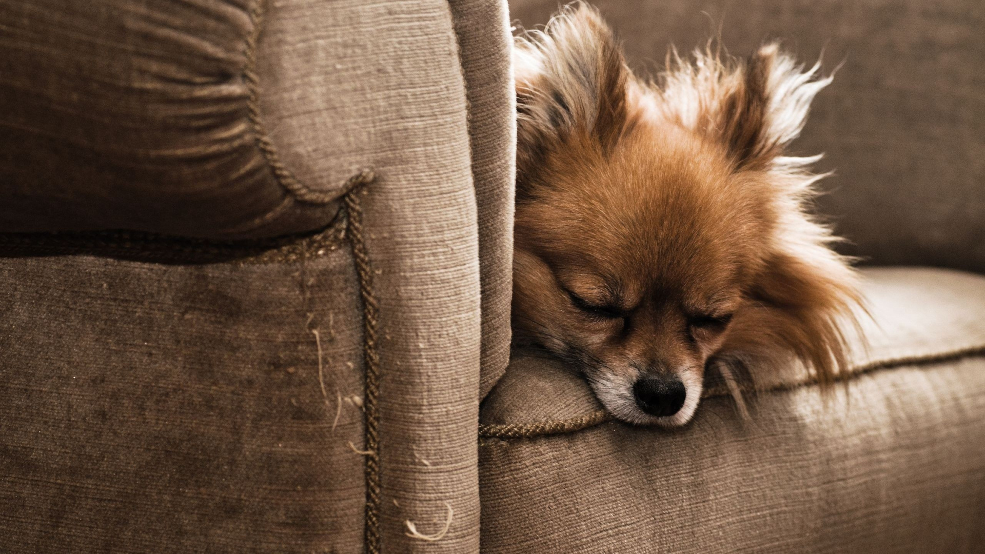 Pomerania Marrón en Sofá Marrón. Wallpaper in 1920x1080 Resolution