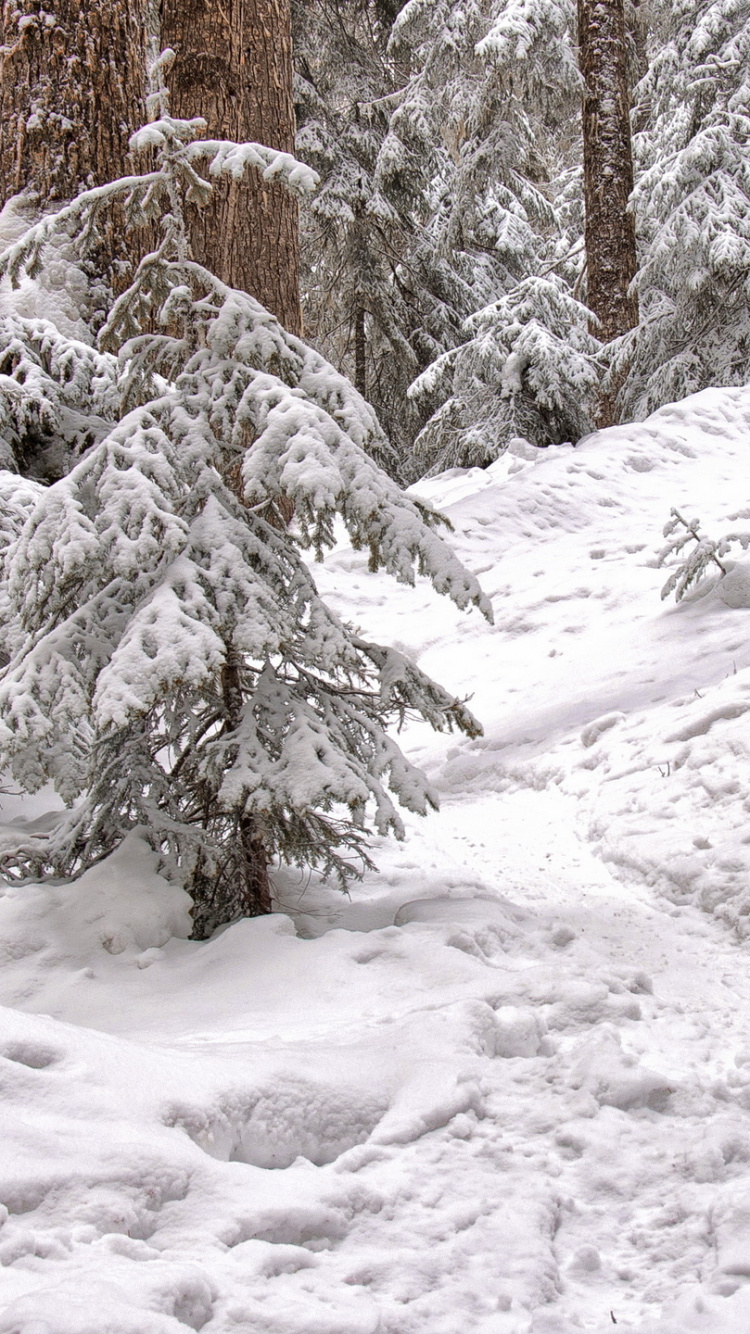 Arbres Couverts de Neige Pendant la Journée. Wallpaper in 750x1334 Resolution