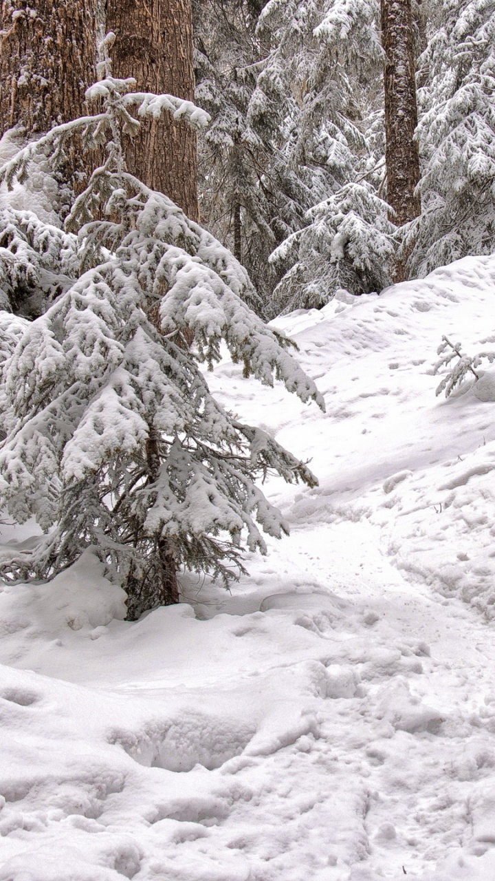 Snow Covered Trees During Daytime. Wallpaper in 720x1280 Resolution