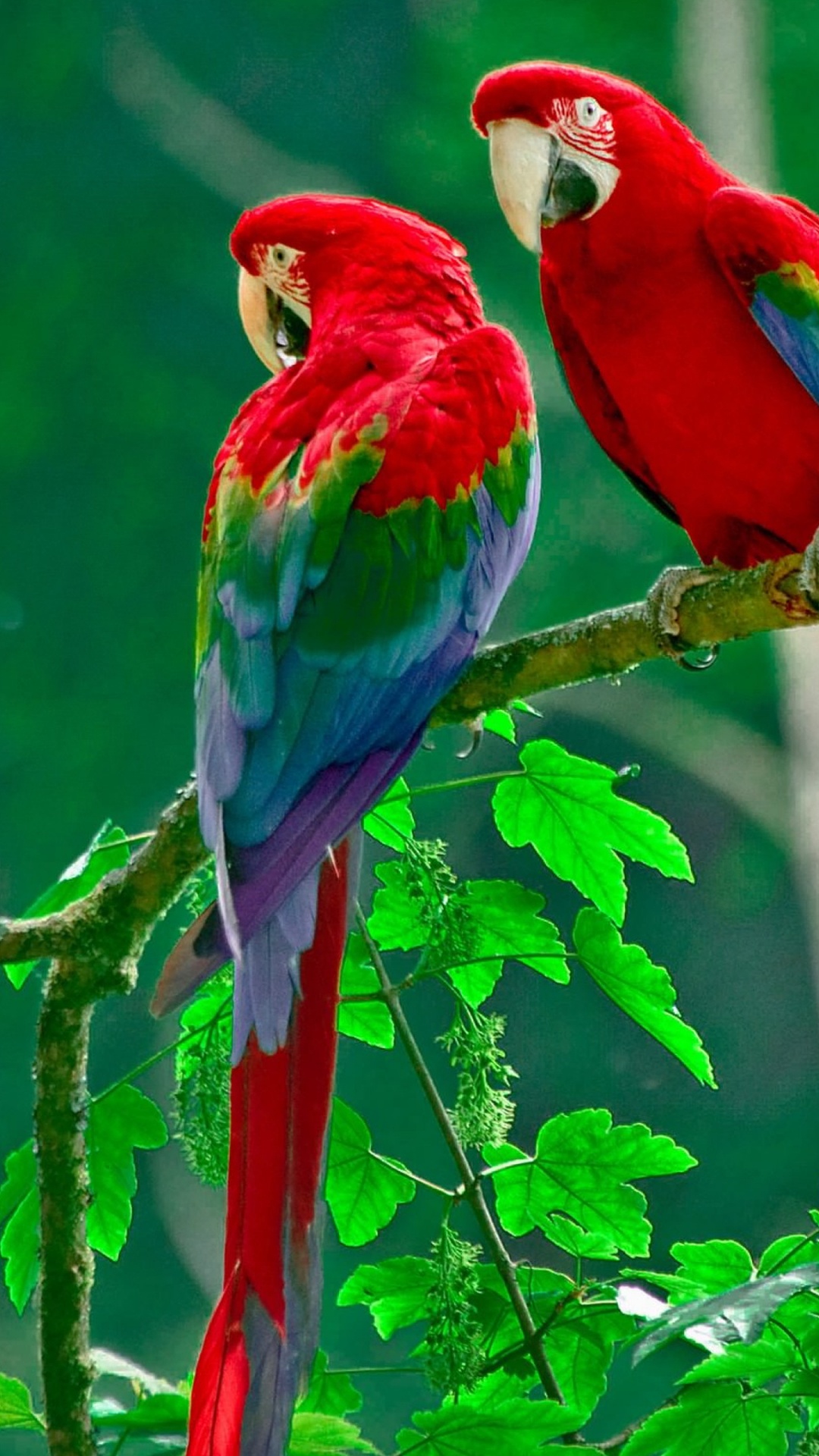Red Blue and Green Macaw Perched on Brown Tree Branch During Daytime. Wallpaper in 1080x1920 Resolution