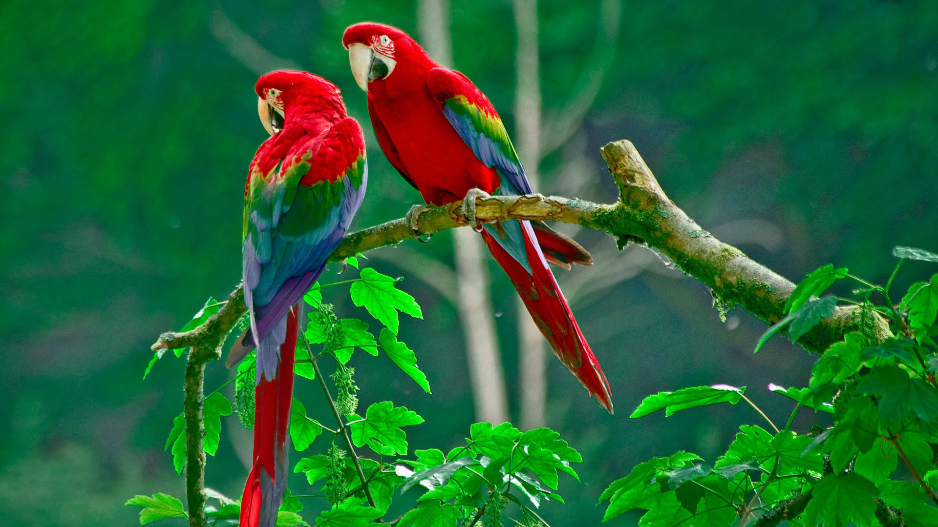 Red Blue and Green Macaw Perched on Brown Tree Branch During Daytime. Wallpaper in 1920x1080 Resolution