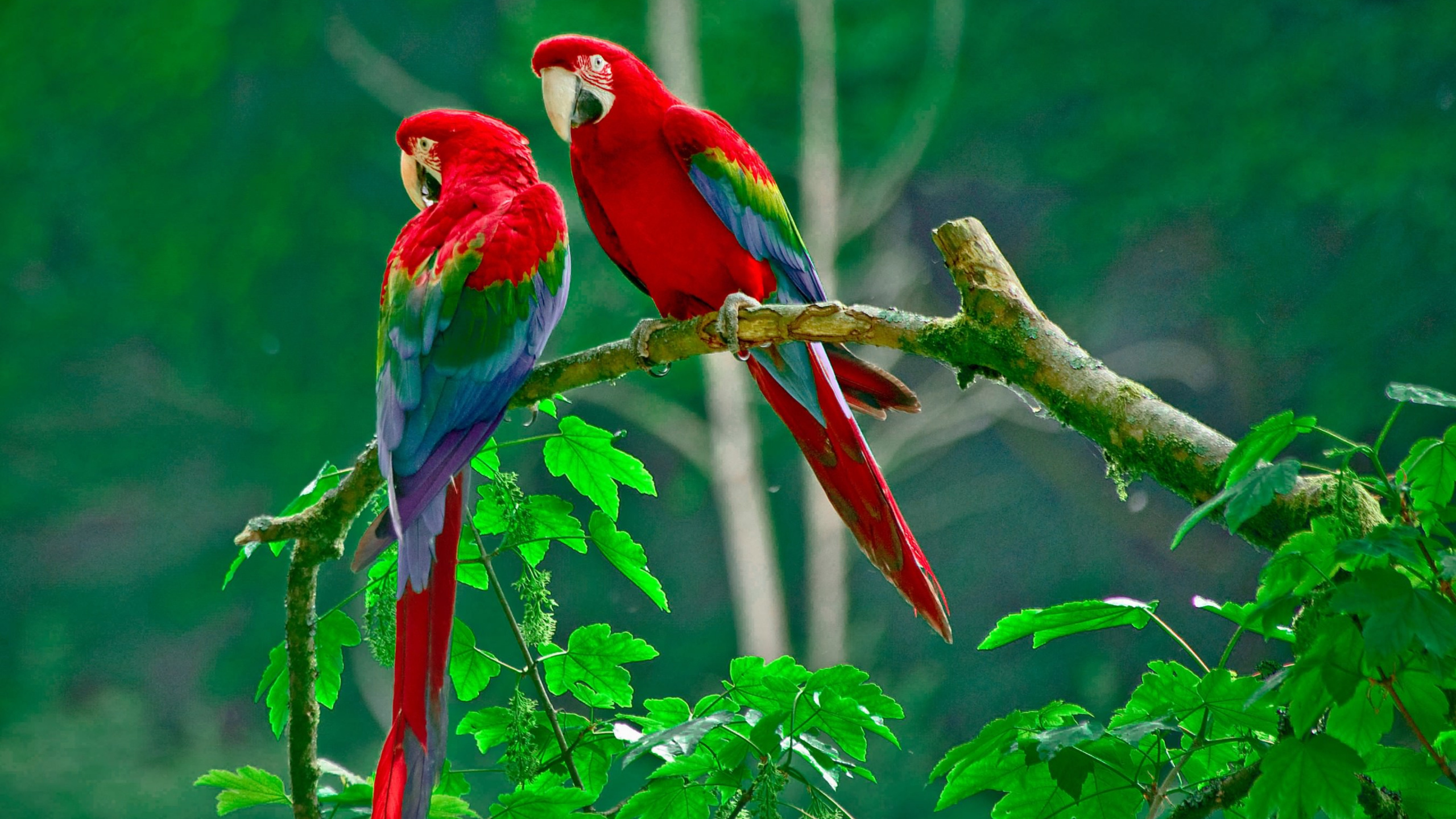 Red Blue and Green Macaw Perched on Brown Tree Branch During Daytime. Wallpaper in 2560x1440 Resolution
