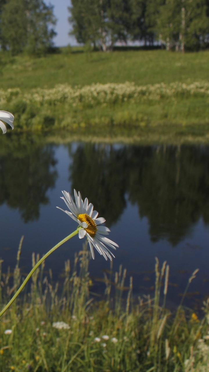 Weiße Gänseblümchenblumen Auf Der Grünen Wiese Tagsüber. Wallpaper in 720x1280 Resolution