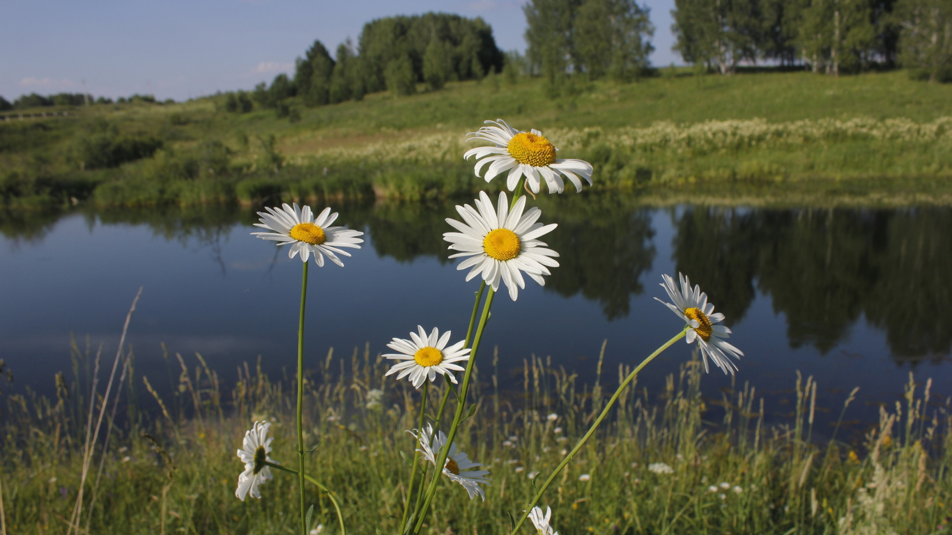 Fleurs de Marguerite Blanche Sur Terrain D'herbe Verte Pendant la Journée. Wallpaper in 1366x768 Resolution