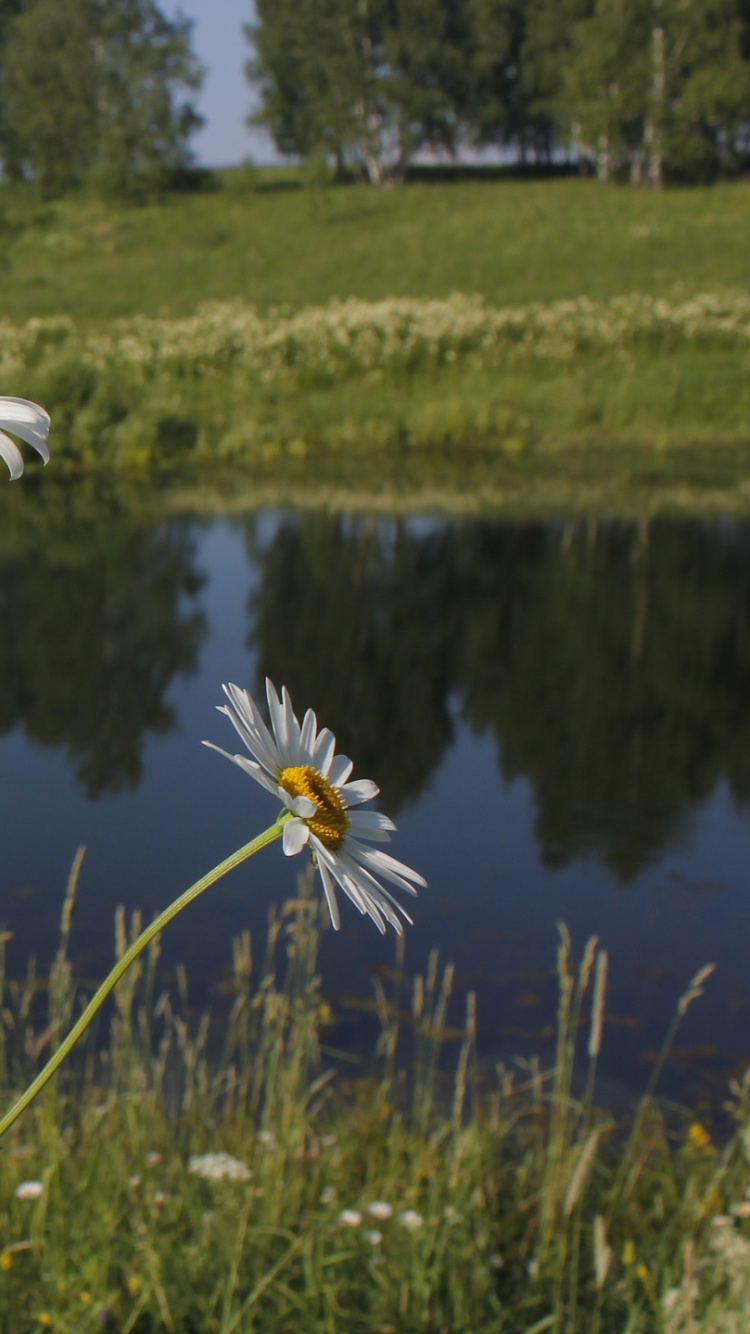Fleurs de Marguerite Blanche Sur Terrain D'herbe Verte Pendant la Journée. Wallpaper in 750x1334 Resolution