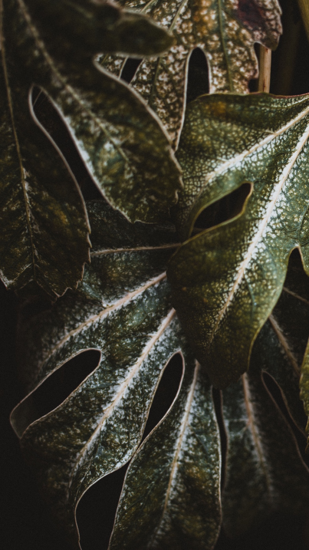 Planta, Verde, la Botánica, Planta Terrestre, de Cerca. Wallpaper in 1080x1920 Resolution