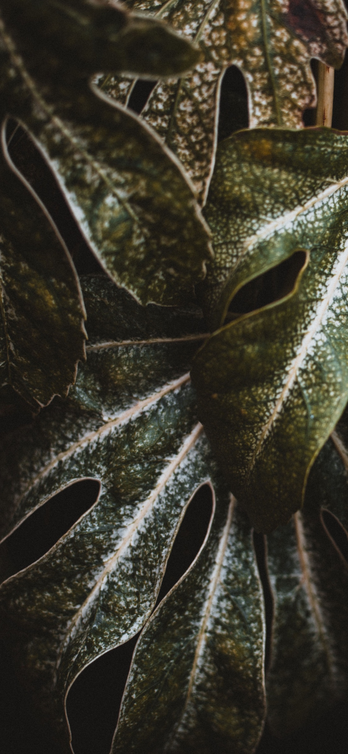 Planta, Verde, la Botánica, Planta Terrestre, de Cerca. Wallpaper in 1125x2436 Resolution