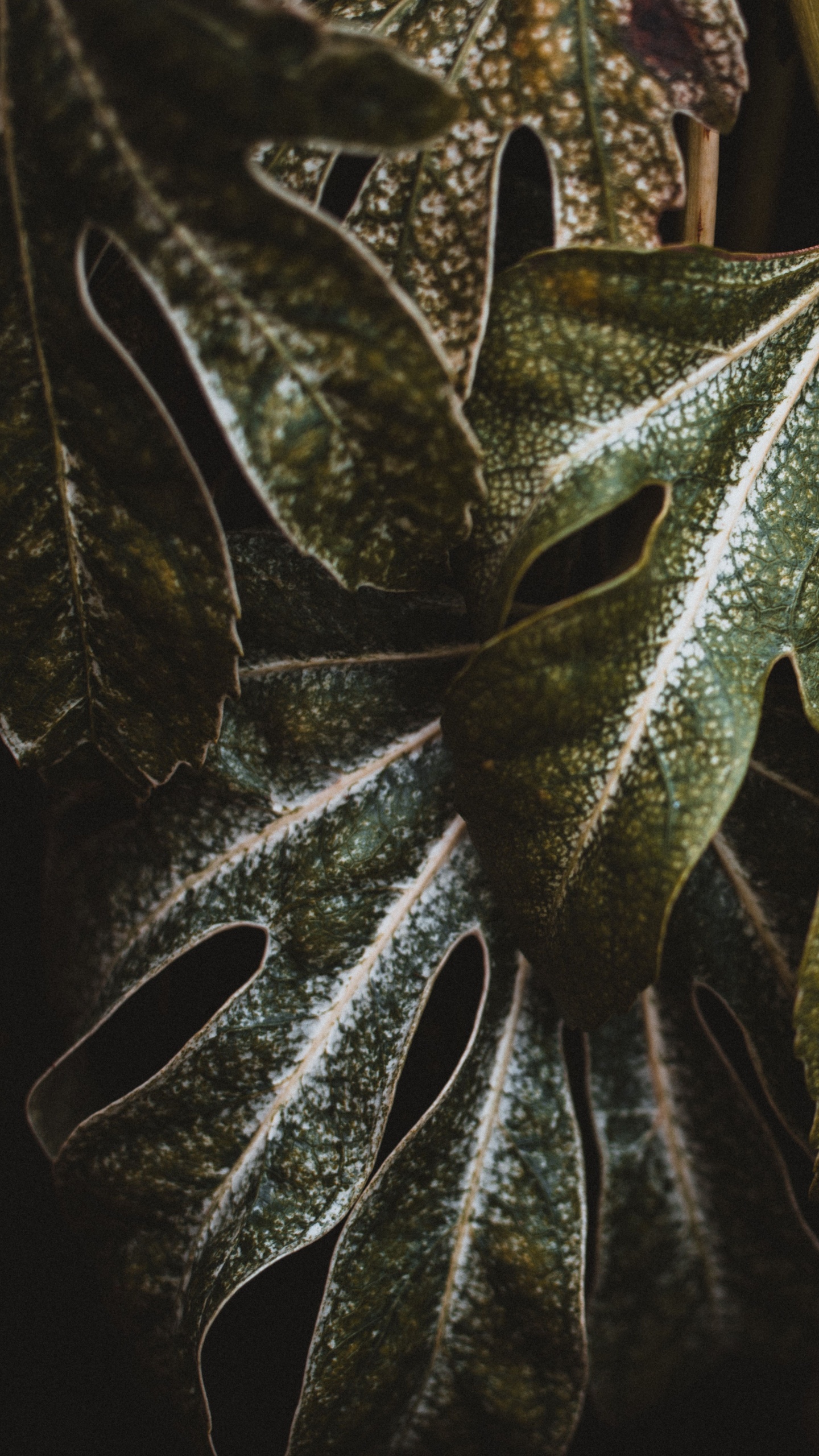 Planta, Verde, la Botánica, Planta Terrestre, de Cerca. Wallpaper in 1440x2560 Resolution