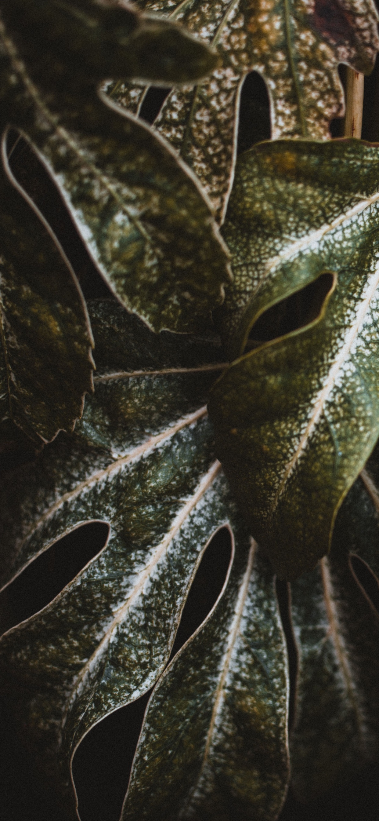 Plante, Feuille, Green, Botanique, Plante Terrestre. Wallpaper in 1242x2688 Resolution