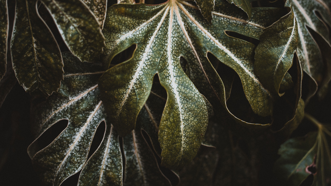 Plante, Feuille, Green, Botanique, Plante Terrestre. Wallpaper in 1366x768 Resolution