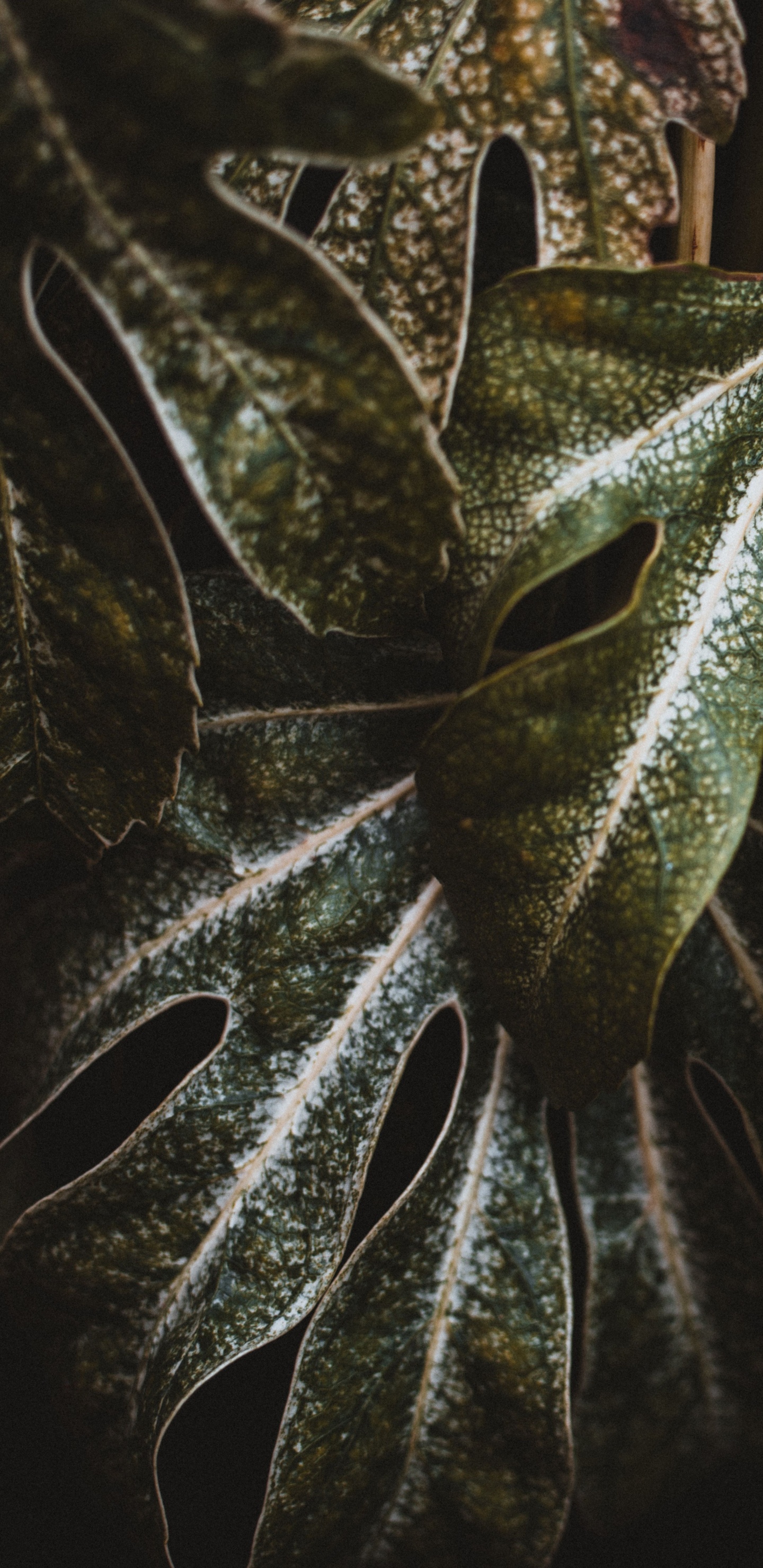 Plante, Feuille, Green, Botanique, Plante Terrestre. Wallpaper in 1440x2960 Resolution