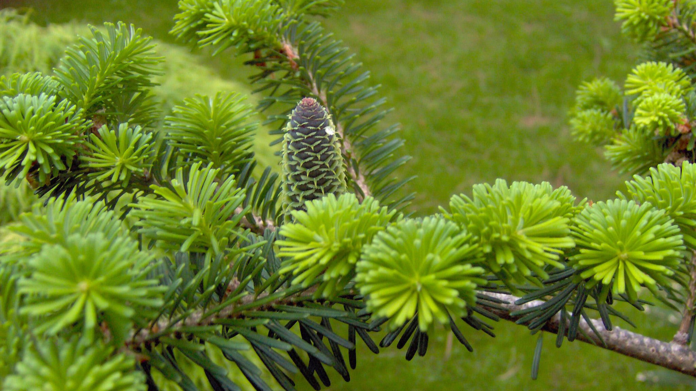 Cono de Pino Verde en Pino Verde Durante el Día. Wallpaper in 1366x768 Resolution