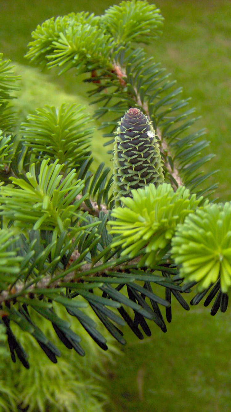 Cono de Pino Verde en Pino Verde Durante el Día. Wallpaper in 750x1334 Resolution