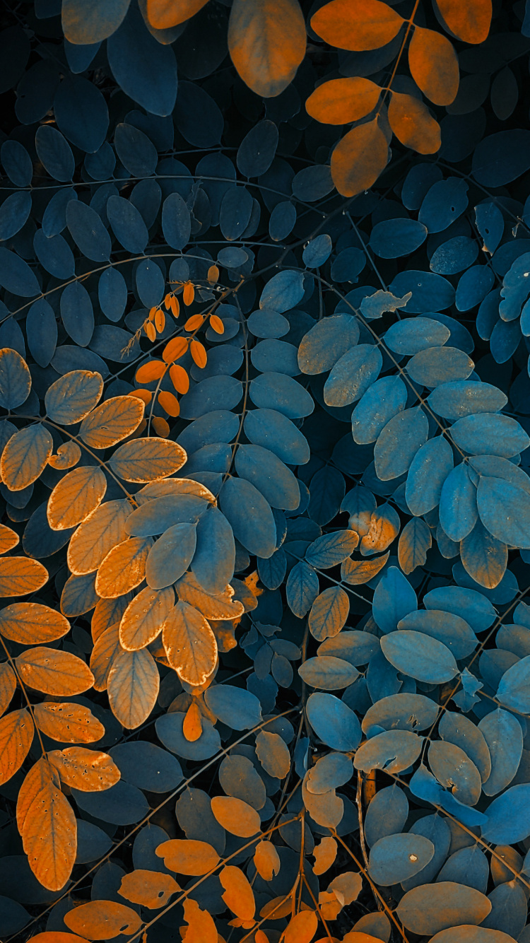 Illustration, Blatt, Baum, Branch, Botanik. Wallpaper in 750x1334 Resolution