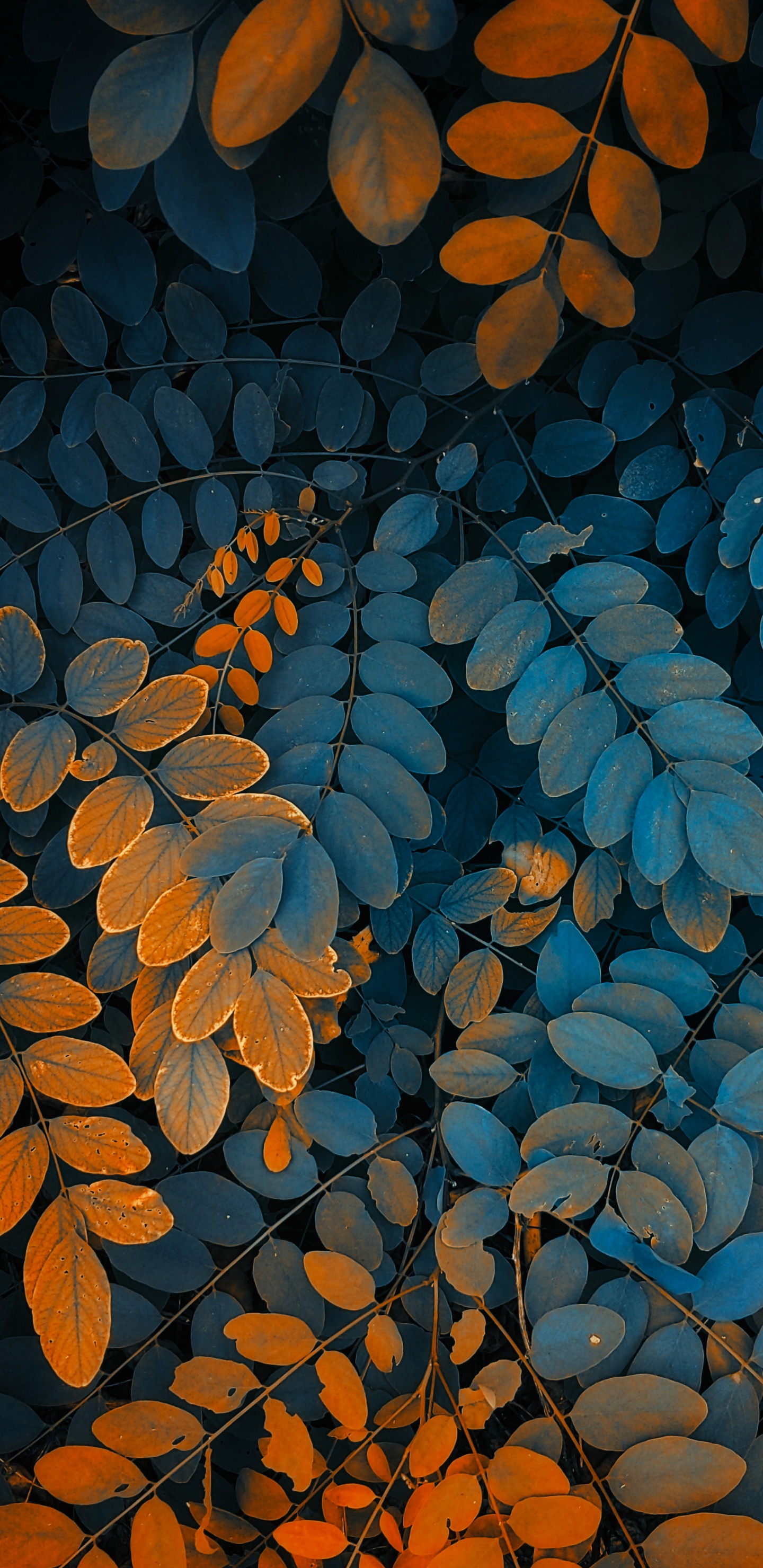Illustration, Plant, Leaf, Tree, Branch. Wallpaper in 1440x2960 Resolution