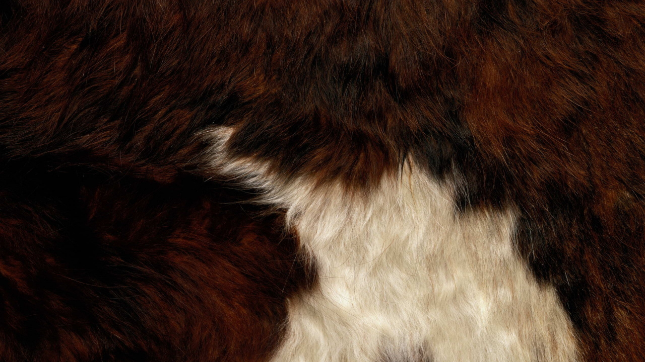 Brown and White Fur Textile. Wallpaper in 1280x720 Resolution