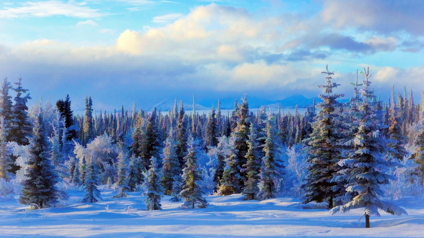 Pinos Verdes Sobre Suelo Cubierto de Nieve Bajo un Cielo Azul Durante el Día. Wallpaper in 1366x768 Resolution