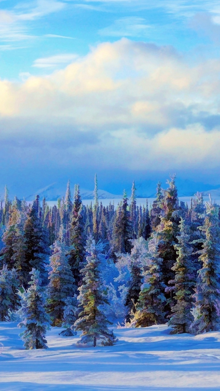 Pinos Verdes Sobre Suelo Cubierto de Nieve Bajo un Cielo Azul Durante el Día. Wallpaper in 720x1280 Resolution