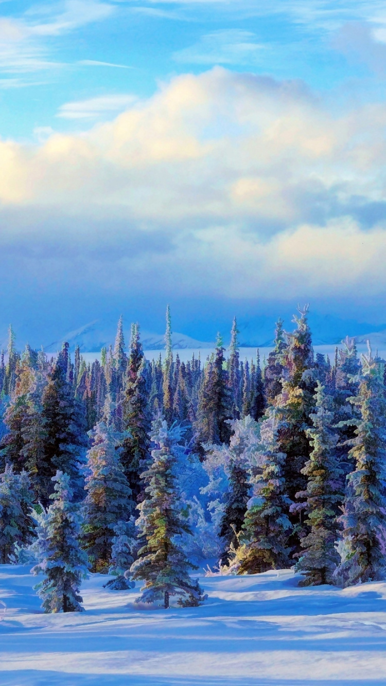 Pinos Verdes Sobre Suelo Cubierto de Nieve Bajo un Cielo Azul Durante el Día. Wallpaper in 750x1334 Resolution