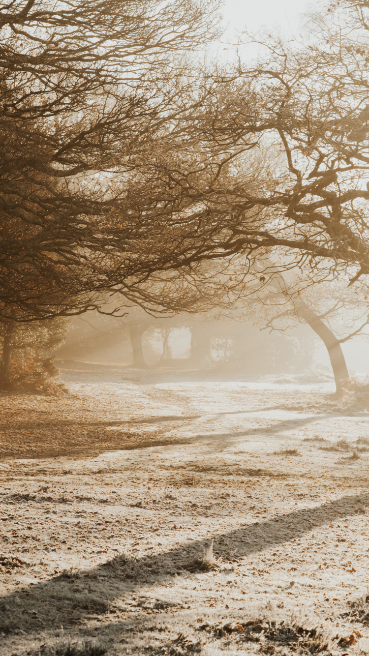 Ciel, Nature, Matin, Hiver, Neige. Wallpaper in 750x1334 Resolution