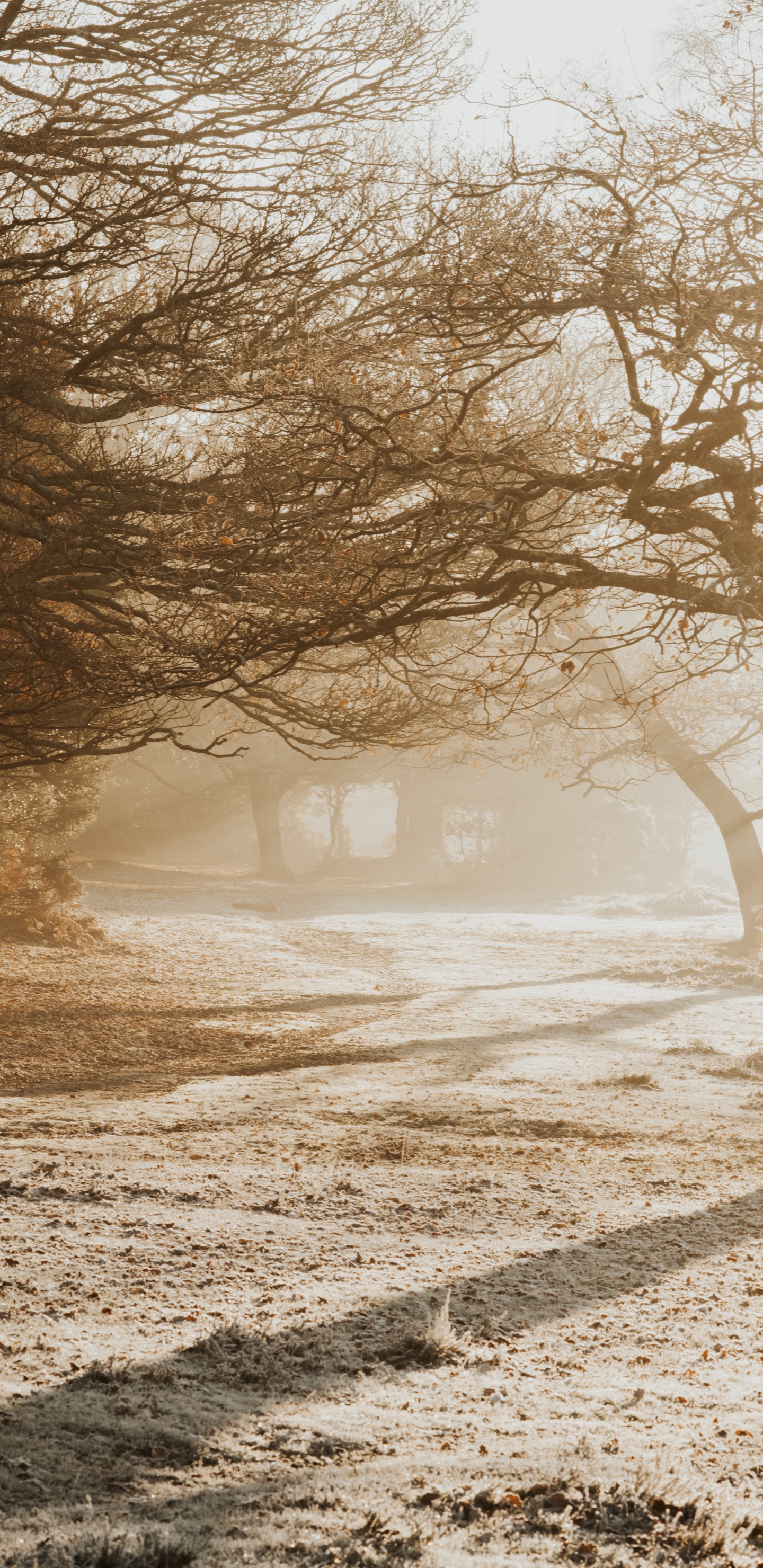 Branch, Himmel, Baum, Natur, Morgen. Wallpaper in 1440x2960 Resolution
